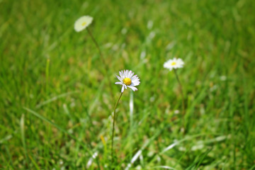 Closeup shot on green grass. Spring background with daisy.