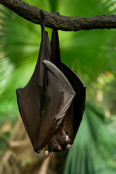 Malayan flying fox is hanging on a branch in jungle