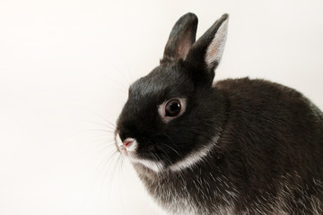 Little black rabbit on white background. Shooting in the studio. Netherland Dwarf Rabbit.