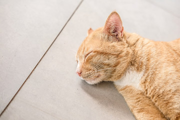 Fototapeta premium Sleeping cat