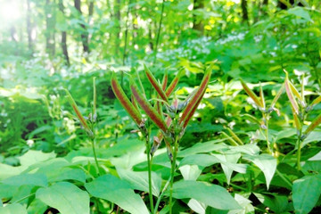 The red pods in the forest amongst the greenery in the sun