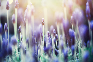 Fototapety  Lavender plant field. Lavandula angustifolia flower. Blooming violet wild flowers background with copy space. Selective focus. Blossom and magic spring concept.