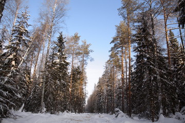 Сосновый лес зимний пейзаж лесозаготовка древесины