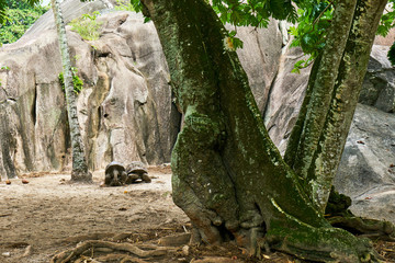 Fototapeta premium Aldabra Giant Turtle on La Digue Island, seychelles