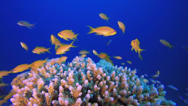 Underwater Colorful Blue-Green Fish. Picture of colorful scalefin anthias (Pseudanthias squamipinnis) fish and blue-green chromis (Chromis viridis) fish in the tropical reef of the Red Sea Dahab Egypt
