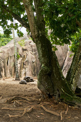 Naklejka na ściany i meble Aldabra Giant Turtle on La Digue Island, seychelles