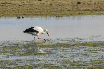 stork couple bulding a nest