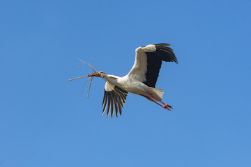 Obraz premium stork couple bulding a nest
