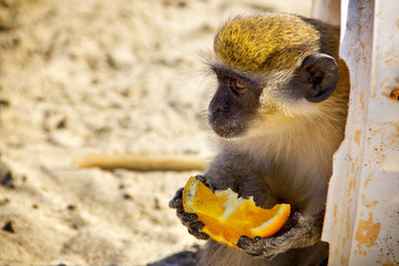 Affe hält eine Orange in der Hand