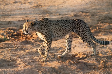Cheetah walking profile view