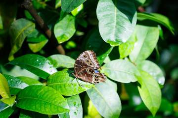 A shallow focus closup image of a beautiful Butterfly