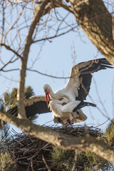 stork couple bulding a nest