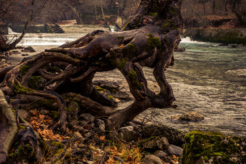 a large tree trunk at the side of a river in zagorohoria greece