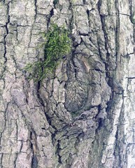 Just bark on a tree. Beautiful structural surface of the bark on different trees. The Scarecrow forest watching us.