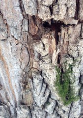 Just bark on a tree. Beautiful structural surface of the bark on different trees. The Scarecrow forest watching us.