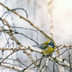 Fototapeta premium Tit on the tree branch.