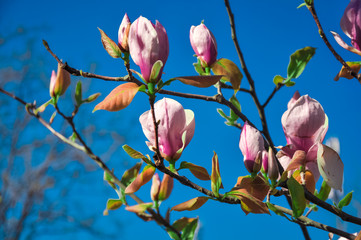 Magnolia tree blooms in spring garden garden