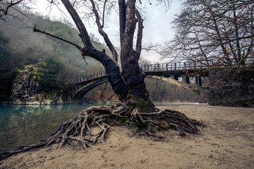 a tree in front of a bridge in zagorohoria greece
