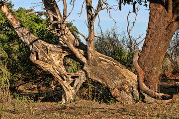 Fototapeta na wymiar Great tree trunk, Victoria falls, Zimbabwe