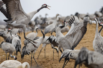 Common Cranes (Grus grus) dancing at Lake Hornborga, Sweden