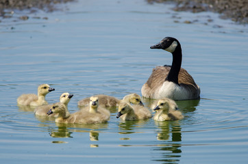 Canada Goose (Brenta canadensis) with gosslings on Skomer island, Wales, UK