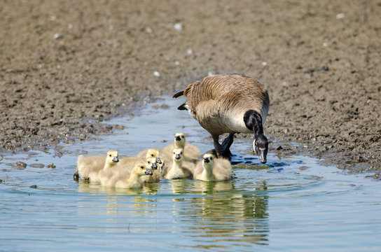 Canada Goose (Brenta canadensis) with gosslings on Skomer island, Wales, UK