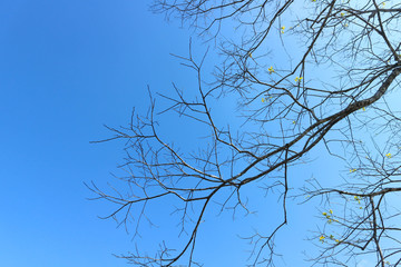 branch or tree and blue sky