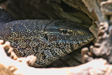 Common Nile Monitor, Varanus niloticus, Victoria falls, Zimbabwe