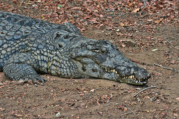 Nile Crocodile, Crocodylus niloticus, open mouth, Zimbabwe