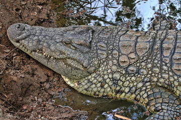 Obraz premium Nile Crocodile, Crocodylus niloticus, open mouth, Zimbabwe
