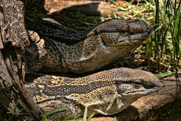 Black Throated Monitor, Varanus a. albigularis, Zimbabwe