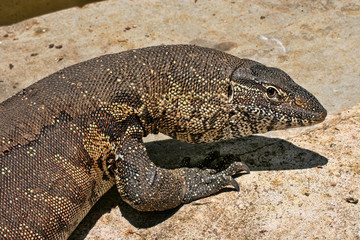 Common Nile Monitor, Varanus niloticus, Victoria falls, Zimbabwe