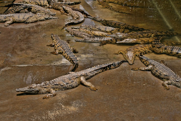 Nile Crocodile, Crocodylus niloticus, open mouth, Zimbabwe