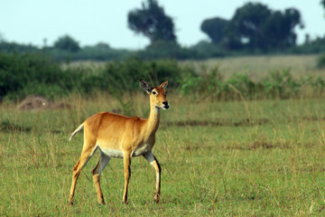 Naklejka na ściany i meble Wilde Antilopen in der Steppe von Arfrika Uganda