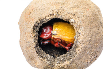 A baby scarab beetle get out the clay nest isolated on white background.
