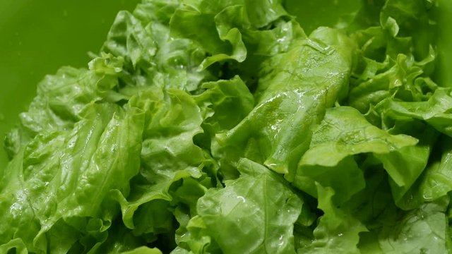 green salad on green plate