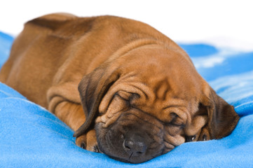 Schlafender Rhodesian Ridgeback Welpe auf blauer Decke