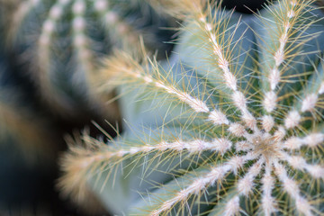 Cactus Close up