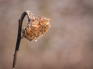 feeling burn-out yellowed sunflower