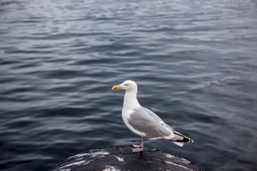Seagull in the port of Svolvær