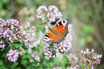 peacock butterfly eye pollinating blooming thyme