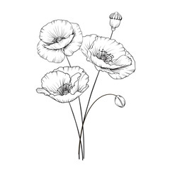 Vintage poppy illustration. Wedding flowers patern. Image of watercolor detailed hand drawn poppies. Vector illustration. - obrazy, fototapety, plakaty