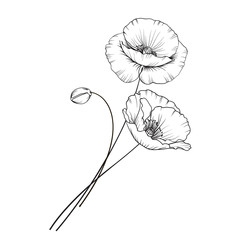 Flat single poppy on white background. Summer or spring illustration of poppy flower.