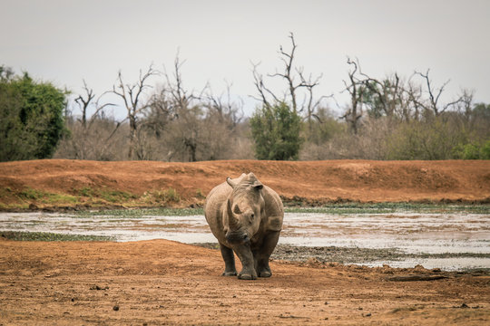 white rhinocero in the Wildlife, Botswana National Park