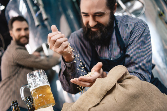 Joyful bearded brewer sifts through hand wheat for brewing in craft of craft brewery.
