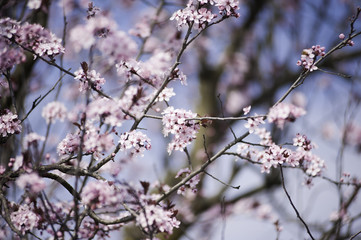 Spring in Town. Middle March. Padenghe . Italia