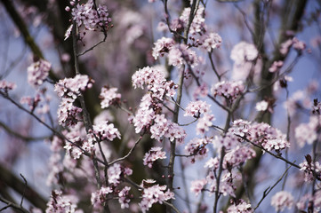 Spring in Town. Middle March. Padenghe . Italia
