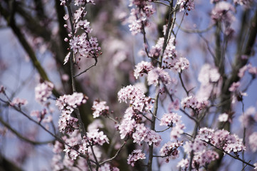 Spring in Town. Middle March. Padenghe . Italia