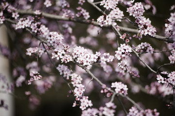 Spring in Town. Middle March. Padenghe . Italia