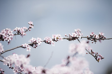 Spring in Town. Middle March. Padenghe . Italia